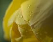 'Flor molhada' papel de parede, imagem gr�tis