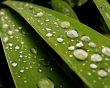 'Gotas na folha' papel de parede, imagem gr�tis