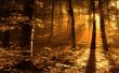 'Luz na floresta' papel de parede, imagem gr�tis