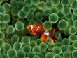 'Peixes Palha�o' papel de parede, imagem gr�tis