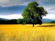 '�rvore e o Campo' papel de parede, imagem gr�tis