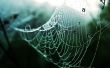'Teia Liter�ria' papel de parede, imagem gr�tis