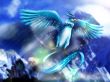 'Belo P�ssaro' papel de parede, imagem gr�tis