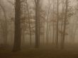 'Floresta Nublada' papel de parede, imagem gr�tis