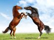 'Belos cavalos no campo' papel de parede, imagem gr�tis