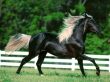'Cavalo Negro' papel de parede, imagem gr�tis