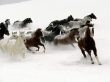'Cavalos selvagens na neve' papel de parede, imagem gr�tis