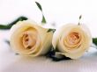 'Rosas' papel de parede, imagem gr�tis