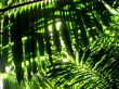 'Folhas verdes' papel de parede, imagem gr�tis