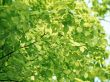 'Folhas ao sol' papel de parede, imagem gr�tis