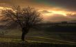 '�rvores e a montanha iluminada' papel de parede, imagem gr�tis