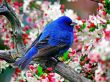 'P�ssaro azul na cerejeira' papel de parede, imagem gr�tis
