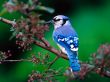 'P�ssaro Azul Lindo' papel de parede, imagem gr�tis