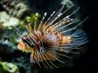 'Peixe Colorido' papel de parede, imagem gr�tis