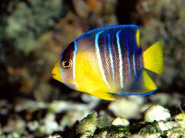 Papel de parede 'Peixe no mar'