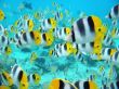 'Muitos peixes' papel de parede, imagem gr�tis