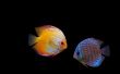 'Dois Peixes' papel de parede, imagem gr�tis