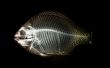 'Peixe - Raio X' papel de parede, imagem gr�tis