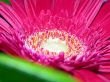 'G�rbera rosa' papel de parede, imagem gr�tis