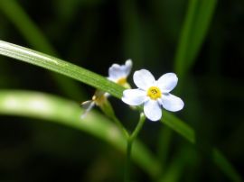 Papel de parede 'Pequena Flor Branca'