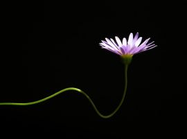 Papel de parede 'Flor Solit�ria'
