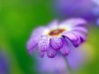 'Flor com gotas d�gua' papel de parede, imagem gr�tis