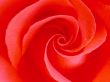 'Rosa' papel de parede, imagem gr�tis