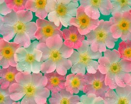 Papel de parede 'Belas Flores'