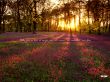 'Mateus 6:28' papel de parede, imagem gr�tis