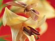 'Flor Orqu�dea #1' papel de parede, imagem gr�tis