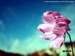'Salmo 19:1' papel de parede, imagem gr�tis