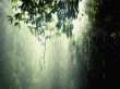 'Chuva na �rvore' papel de parede, imagem gr�tis