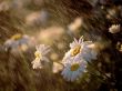 'Chuva nas Flores' papel de parede, imagem gr�tis