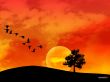 'P�ssaros - P�r-do-sol' papel de parede, imagem gr�tis