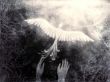 'P�ssaros - Livre' papel de parede, imagem gr�tis