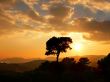 '�rvore e o Sol' papel de parede, imagem gr�tis