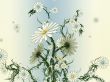 'Rob� - Flores' papel de parede, imagem gr�tis