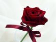 'Rosa - Presente' papel de parede, imagem gr�tis