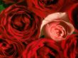 'Rosa - Vermelhas e rosa' papel de parede, imagem gr�tis