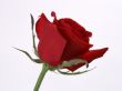 'Rosa - Solit�ria' papel de parede, imagem gr�tis