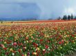 'Planta��o de Tulipas' papel de parede, imagem gr�tis