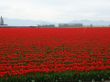 'Planta��o de Tulipas Vermelhas' papel de parede, imagem gr�tis