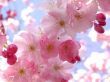 'Primavera - Cerejeira' papel de parede, imagem gr�tis