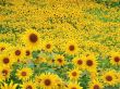 'Primavera - Girass�is' papel de parede, imagem gr�tis