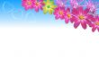 'Primavera - Bonito' papel de parede, imagem gr�tis