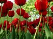 'Primavera - Tulipas' papel de parede, imagem gr�tis