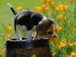 'Primavera - Cachorro e a Flor' papel de parede, imagem gr�tis