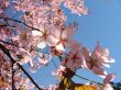 'Primavera - Sakura' papel de parede, imagem gr�tis