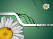 'Primavera ' papel de parede, imagem gr�tis