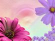 'Primavera Florida' papel de parede, imagem gr�tis